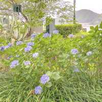 グラバー園中段のあたりの景色と紫陽花