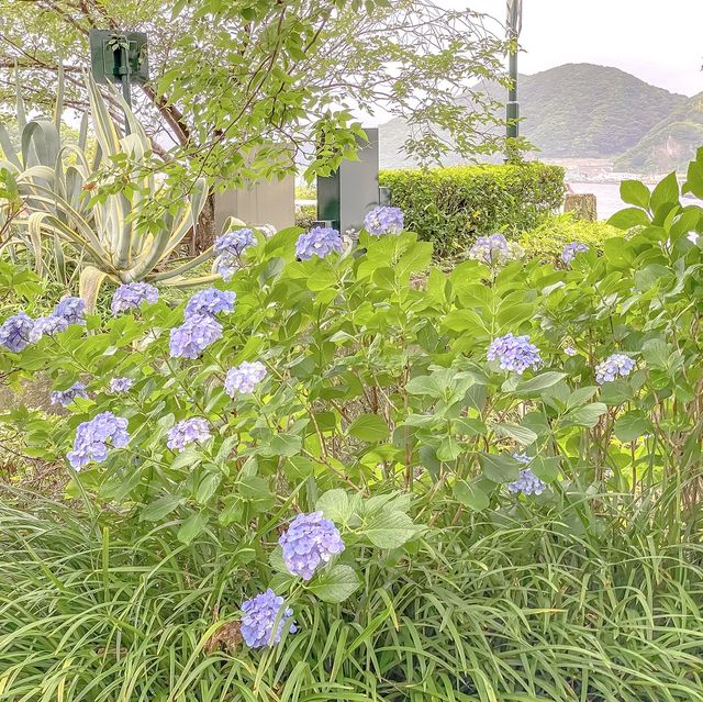 グラバー園中段のあたりの景色と紫陽花