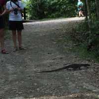 Nature @ Sungei Buloh Wetland Reserve