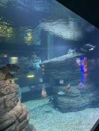 🐬Aquarium Phuket อควาเรียม ที่ใหญ่ที่สุดในภูเก็ต