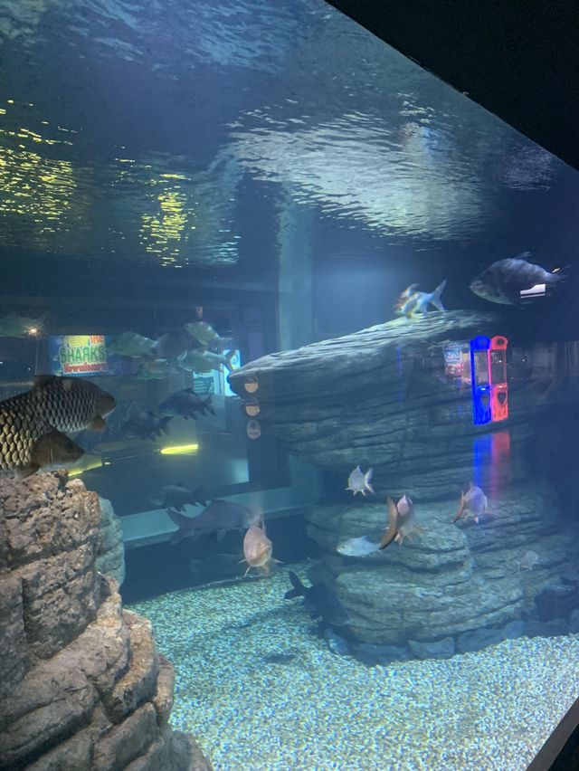🐬Aquarium Phuket อควาเรียม ที่ใหญ่ที่สุดในภูเก็ต