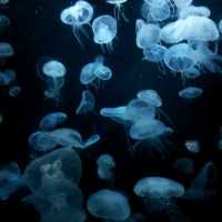 The Jelly Fish and Deep Ocean Marine Life