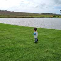 Aravina Estate & Cape Lavender