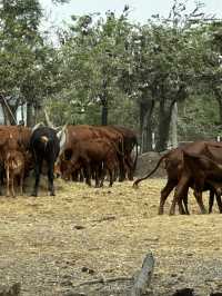 來泰國Safari World當一天動物飼養員吧！