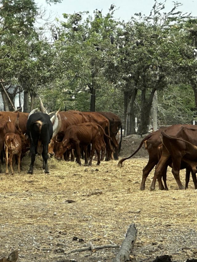來泰國Safari World當一天動物飼養員吧！