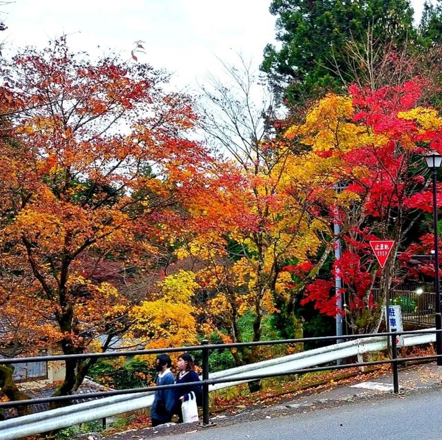 Autumn Leaves in Nikko