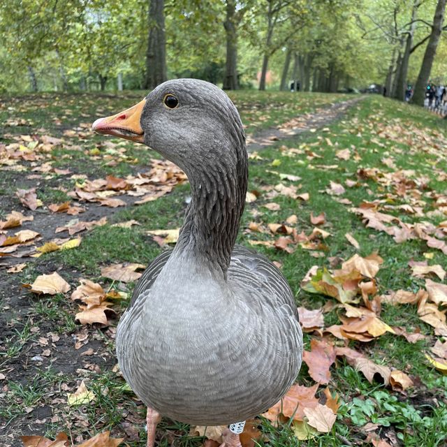 St. James Park 與 白金漢宮