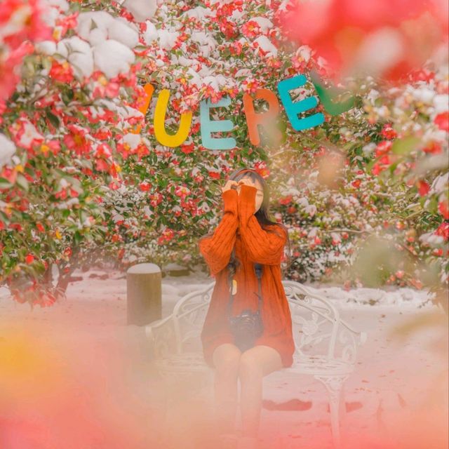 🌺눈과 동백의 아름다운 조화 [제주, 휴애리]