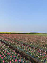 제주 튤립 명소, 보롬왓🌷