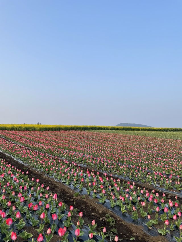 제주 튤립 명소, 보롬왓🌷