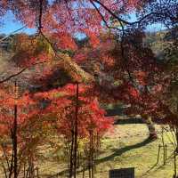 日本養老公園絕美賞楓景點
