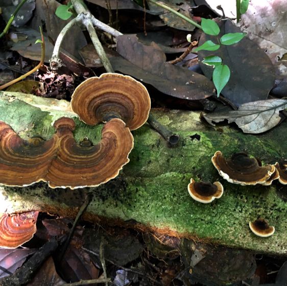 living in the world’s largest rainforest 