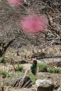 Japan's Ibaraki Tsukuba Mountain Plum Garden