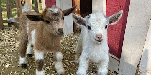 Goat Yoga Nashville- Marvelous May | Goat Yoga Nashville