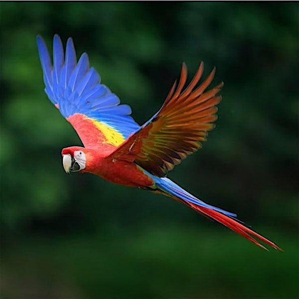 Wings over the Rainforest performing parrot show | Victoria International Ballet Academy