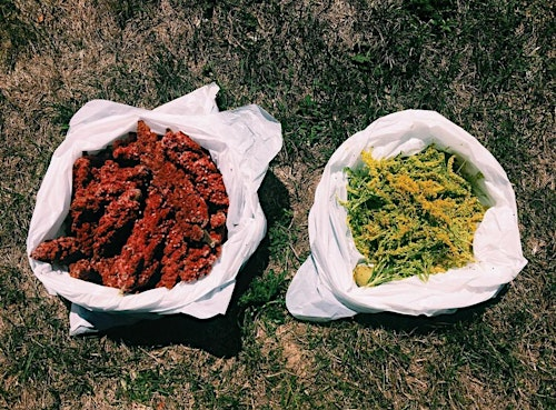 Flower Pounding and Natural Dyes with Megan Warren | Toronto Plant Market