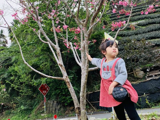 嘉義景點-瑞里竹林、櫻花🌸