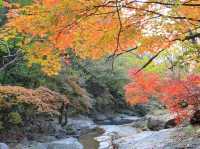 단풍나무 가득한 명성산⛰