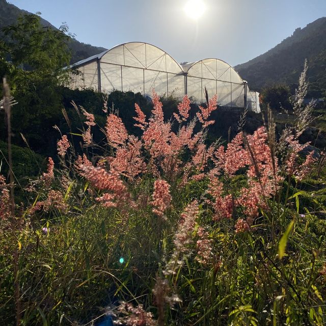 彎曲山