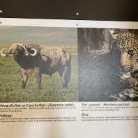 Wildlifes at their best, Ngorongoro
