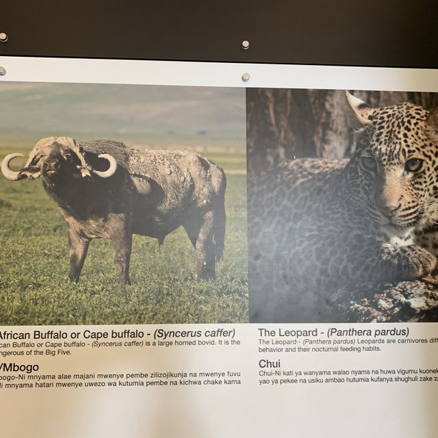 Wildlifes at their best, Ngorongoro