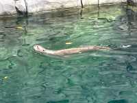 River Safari Singapore Zoo, Mandai