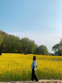 [대구] 두류공원, 성당못 유채꽃 !🌼🌟🐥💛