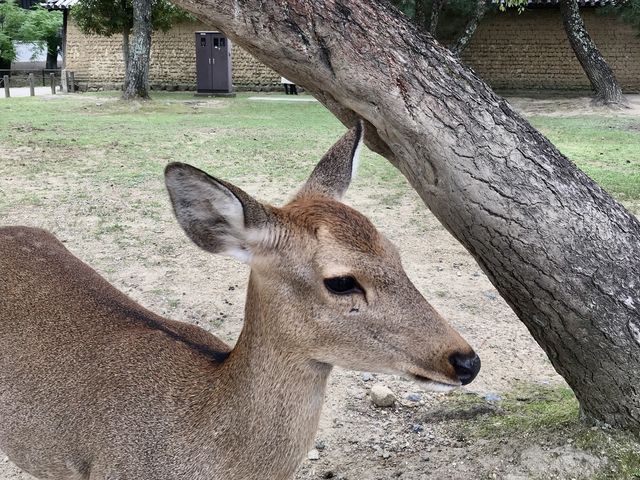 好想去日本！世界文化遺產：奈良東大寺～還有好多可愛的🦌
