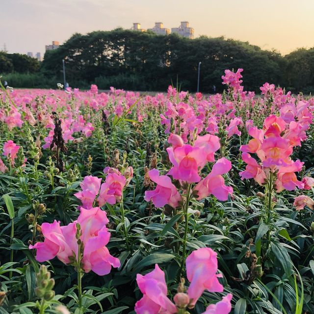 Guting Basketball Courts🚴🏻‍♂️🚴🏻‍♀️古亭河濱公園花海🌸🌼