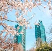 서울벚꽃 명소 서울숲
