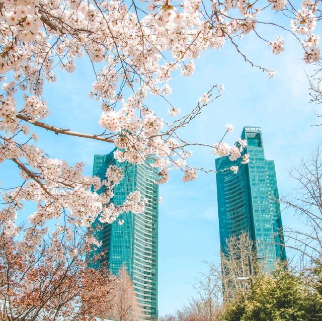 서울벚꽃 명소 서울숲