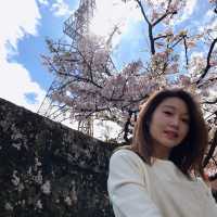 嘉義阿里山櫻花季！吉野櫻綻放派出所前
