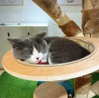 🐱 萌爆喵星人伴你渡過週末