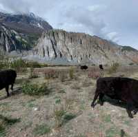 manang village