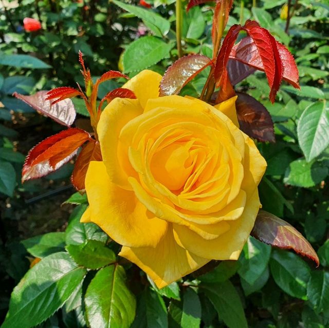 부천 도당산 백만송이 장미축제🌹