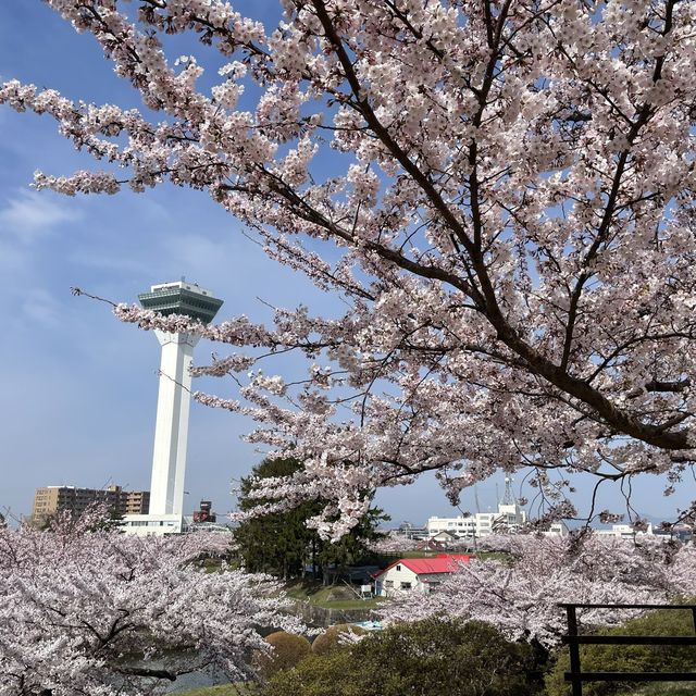 【北海道:函館】春の五稜郭公園をぶらり散策