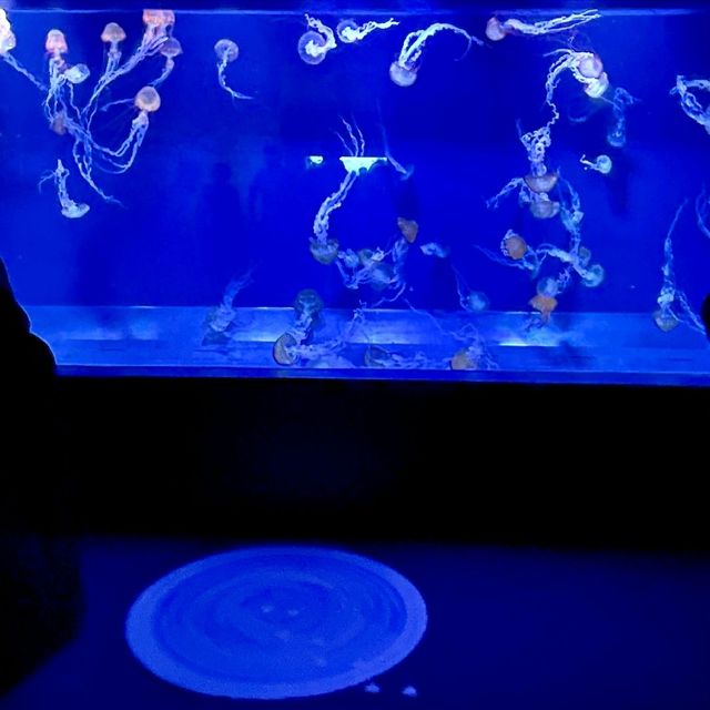 すみだ水族館のミズクラゲは10匹で2M