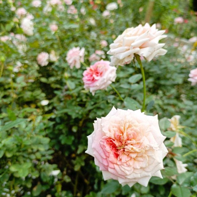 Underrated Rose Garden in Cameron Highland