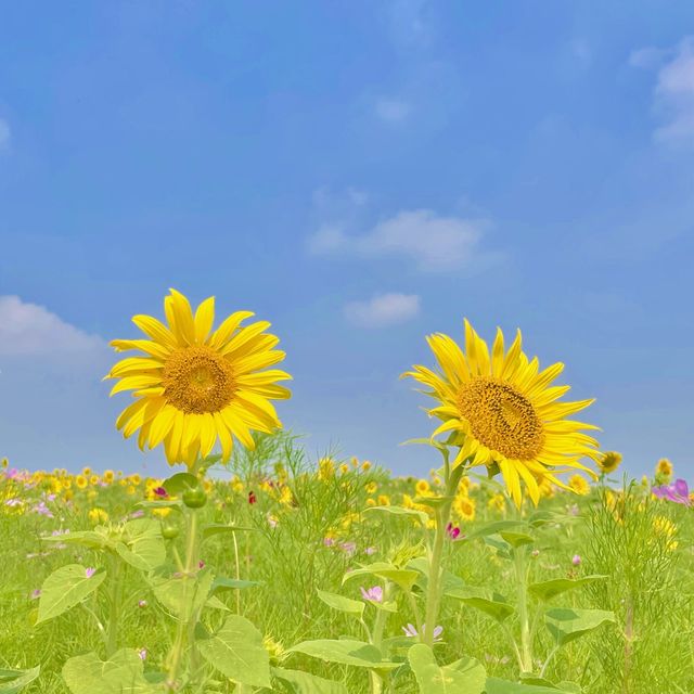 [ 7월 여행지 ] 서울근교 해바라기 명소 추천