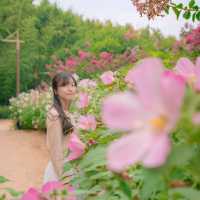 🌺부용과 배롱나무가 함께하는 산책로 [울산, 태화강국가정원]
