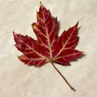 Fall in Canada 