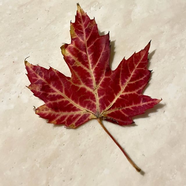 Fall in Canada 