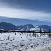 Witness the Iditarod dog sled race in Nome