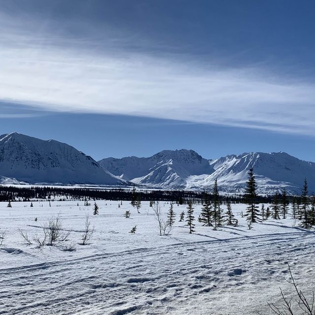 Witness the Iditarod dog sled race in Nome