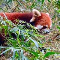 ROBUSTLY ADORABLE RED PANDAS 