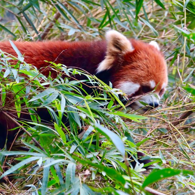 ROBUSTLY ADORABLE RED PANDAS 