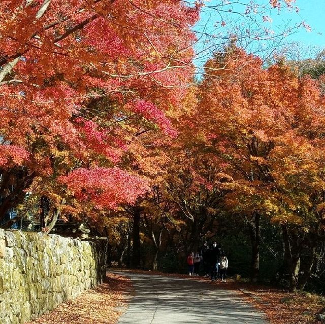 금산사 단풍