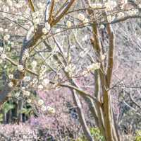 蓮華院と梅の花