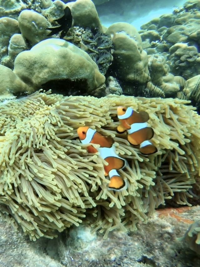 ทริปดำน้ำ5เกาะ | หลีเป๊ะ