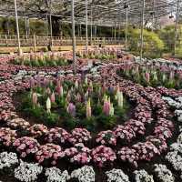 【栃木】チューリップが満開🌷まだまだ桜も楽しめる✨